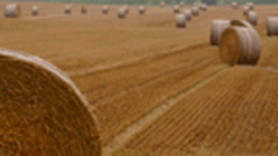 Purchasing autumn grain-crop grown by farmers around the industrial complex.